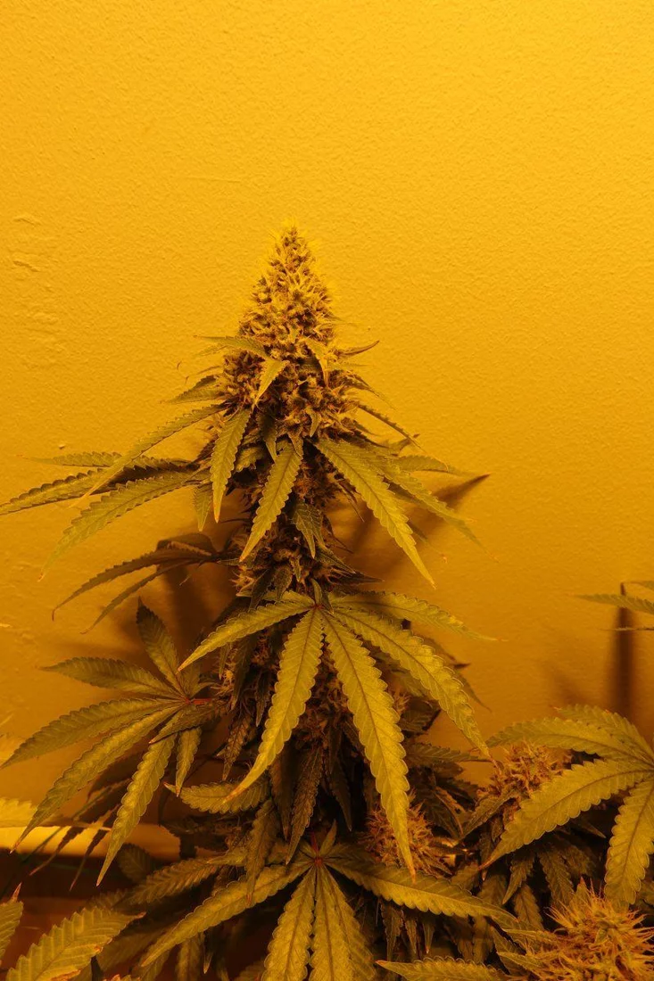 Amnesia Lemon F8c