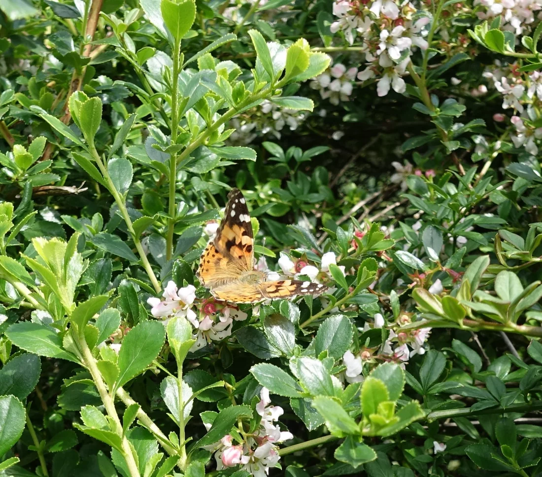 Painted Lady Butterfly 2