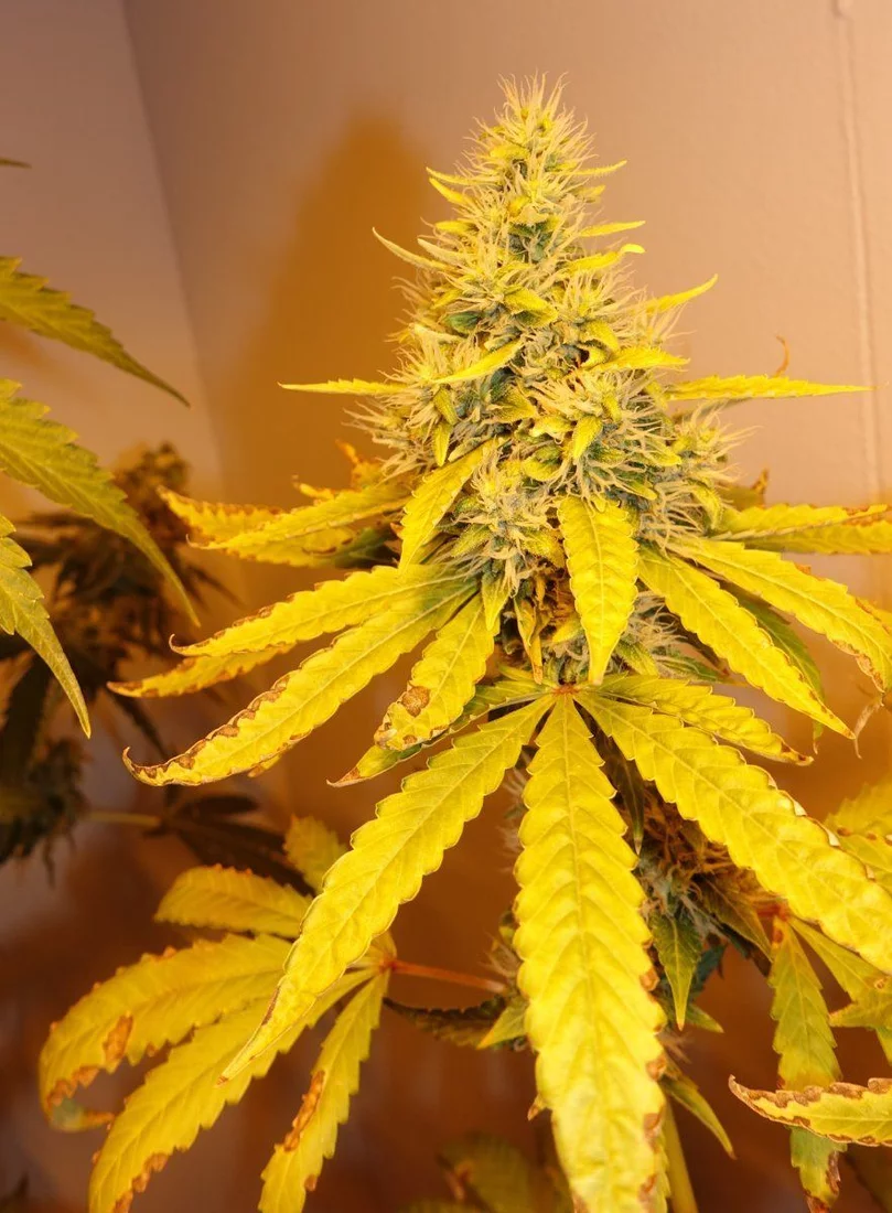 Dark Phoenix F8c