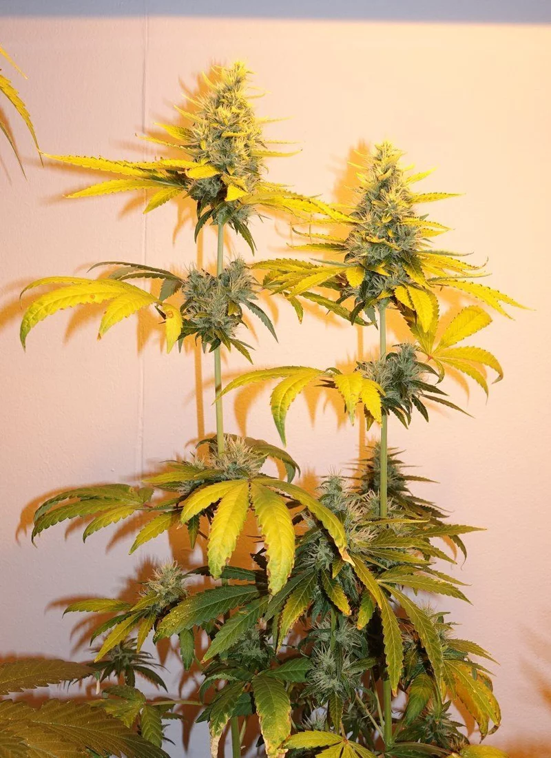 Dark Phoenix F7a