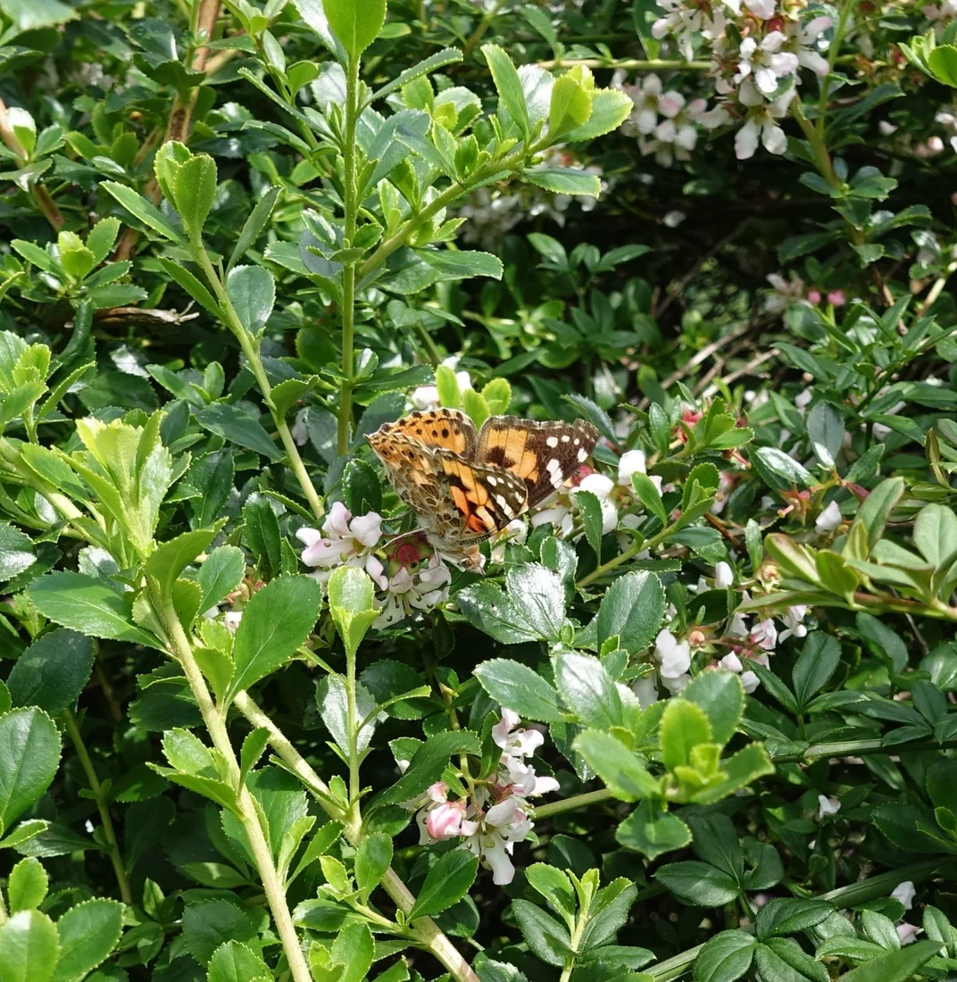 Painted Lady Butterfly 1