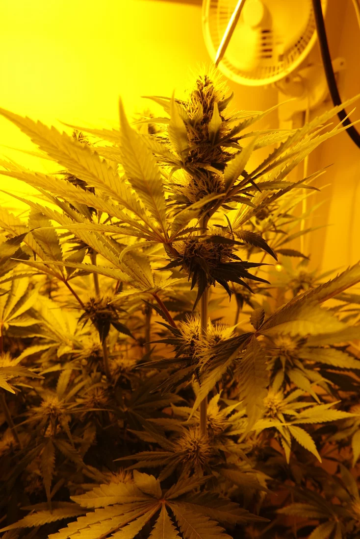 Shishkaberry f4a