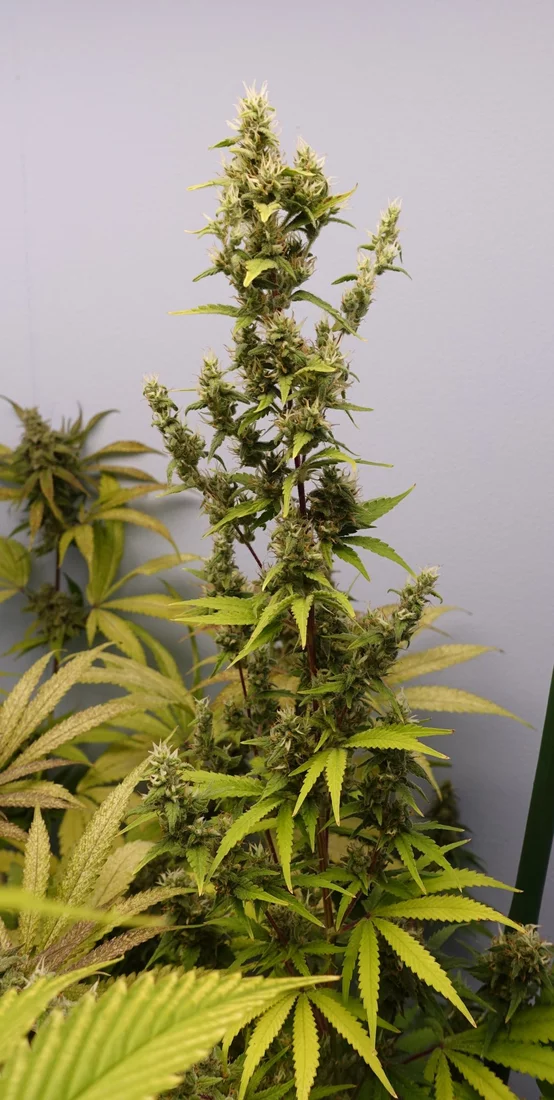 White Widow f7a