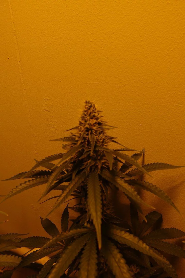 Amnesia Lemon F6c