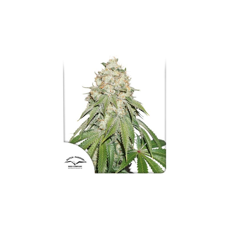 dutch-passion.com