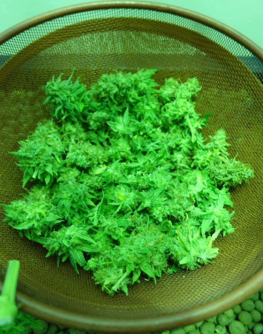 Trim Harvest A