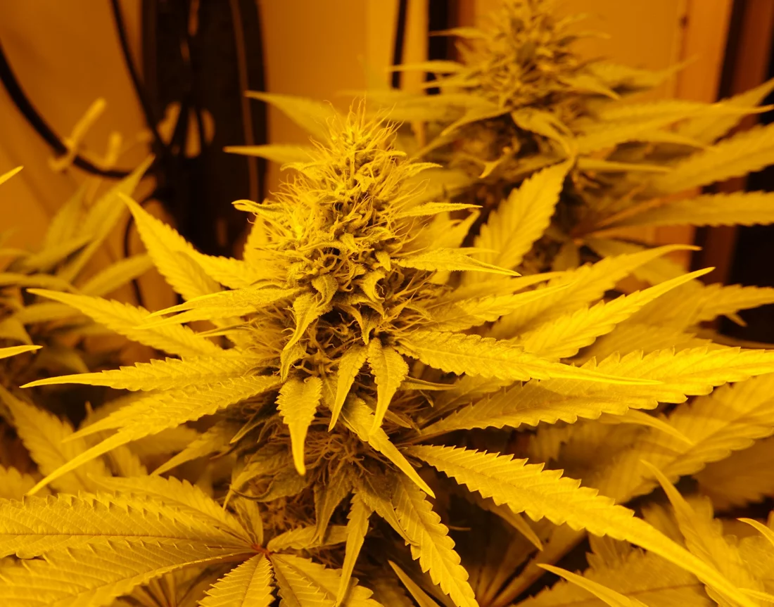 Shishkaberry f5b