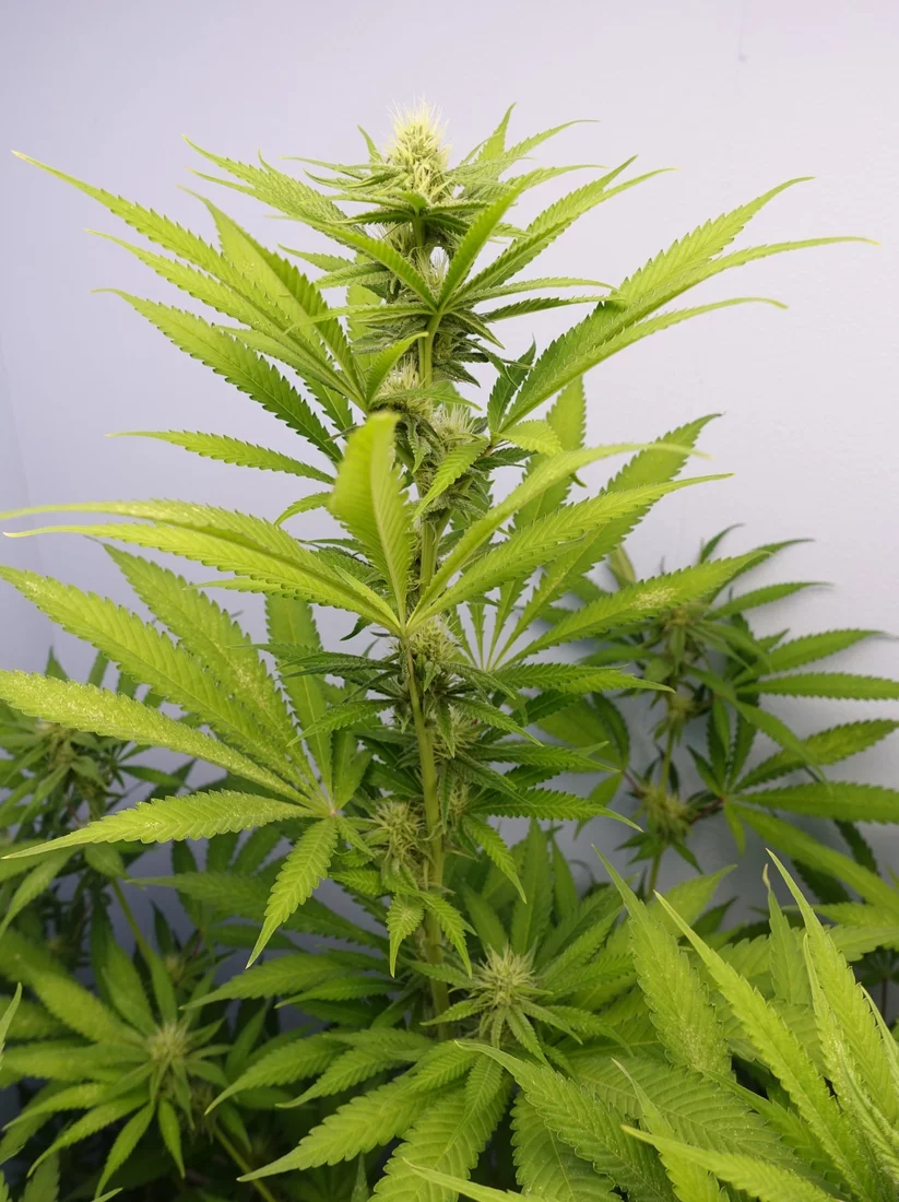 Pure Kush f3a