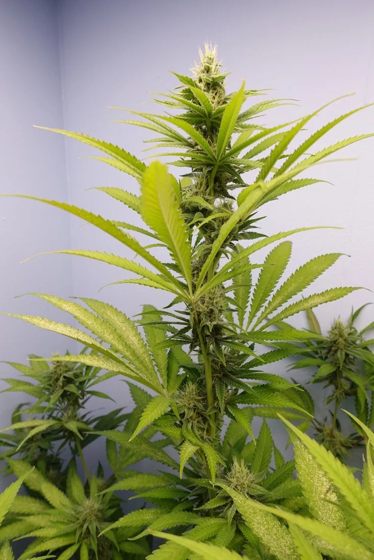 Pure Kush f4