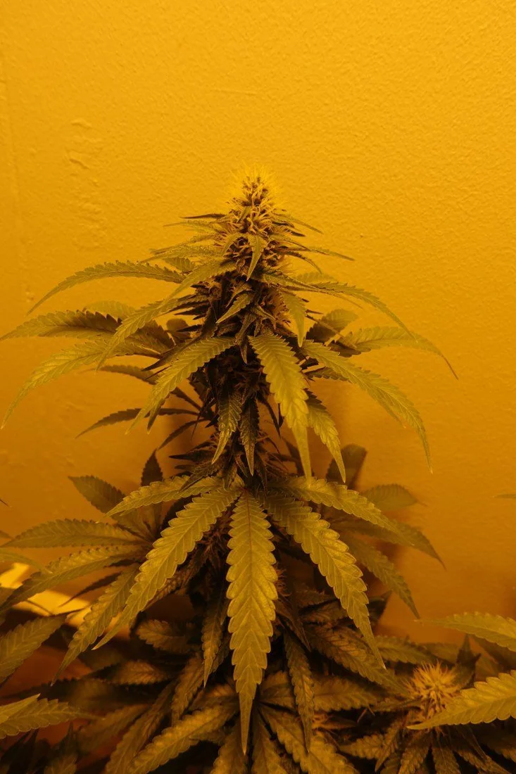 Amnesia Lemon F4c