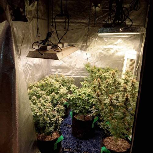 6915075_grow-journal-by-biggerbud420barneys-farmacapulco-gold_m.jpg