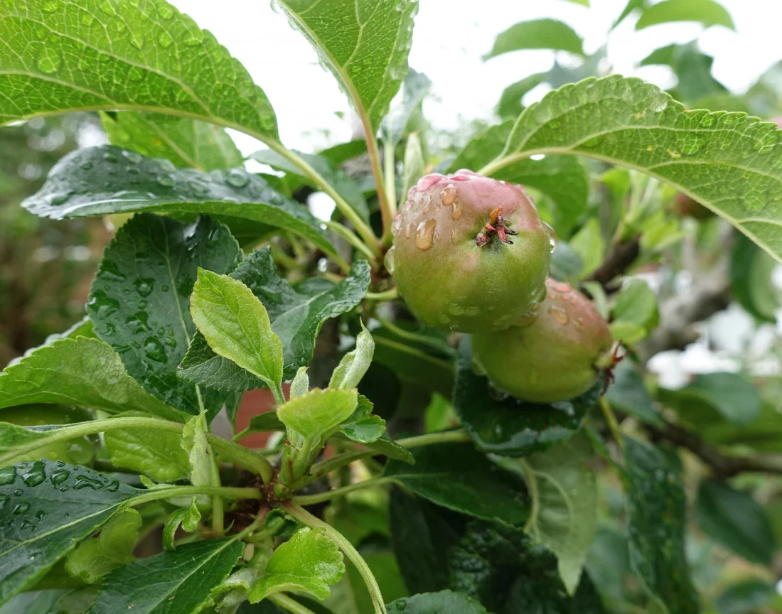 Eating Apple a