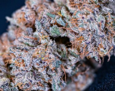 haole_moonshine_3-8.jpg