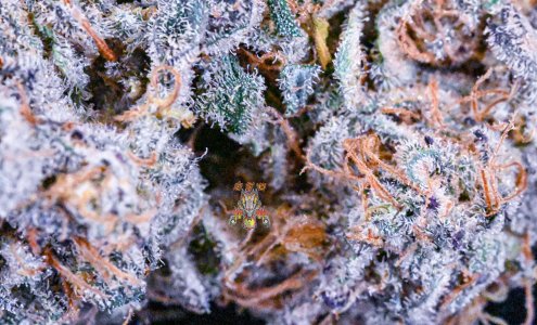 haole_moonshine_3-5-2.jpg