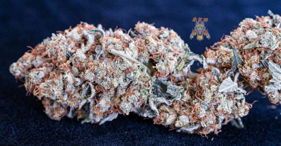 haole_moonshine_3_2.jpg