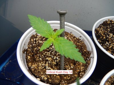 critical kush day 14.jpeg