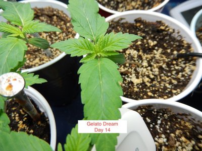 Gelato dream 14 day.jpeg