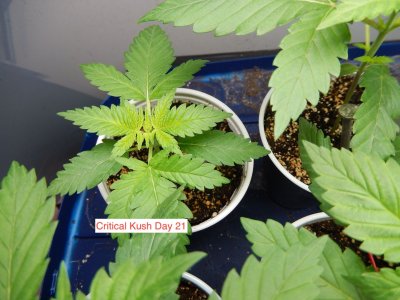 Critical Kush Day 21.jpeg