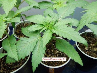 Gelato Dream Day 21.jpeg