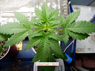 critical kush 1 month.jpeg