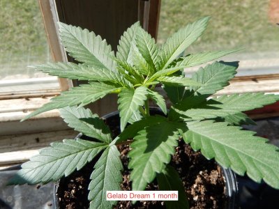 gelato dream one month.jpeg