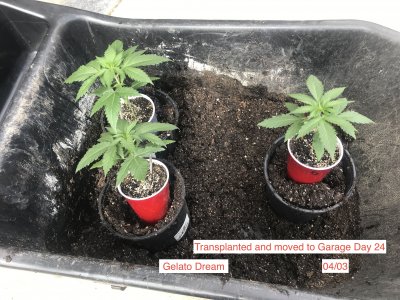 gelato dream 24 days.JPG