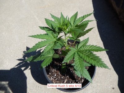 Critical Kush 5 wks.jpeg