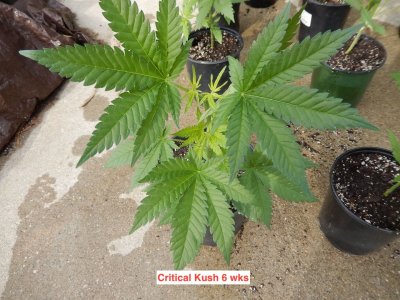 Critical Kush 6 wks.jpeg