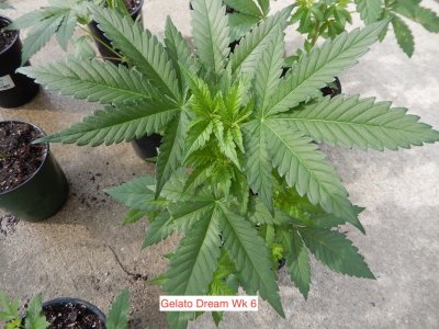gelato Dream 6 wk.jpeg