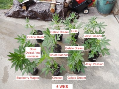 group shot 6 wks.jpeg