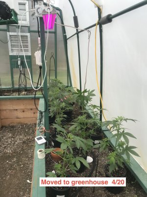 in greeenhouse 420.JPG
