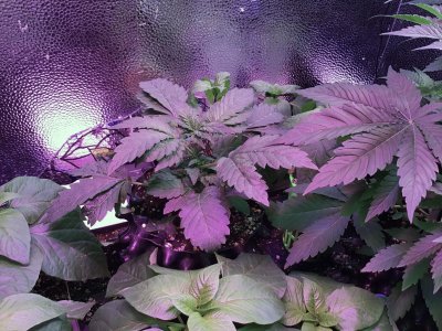 IMG_4495.JPG