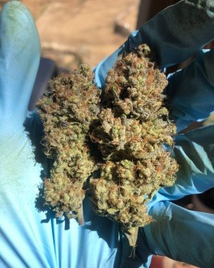 dragonsflamegenetics-1588896338047.jpg