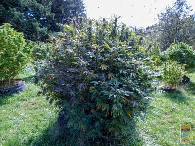 sept 23 garlic breath 21 (1 of 1)-12.jpg