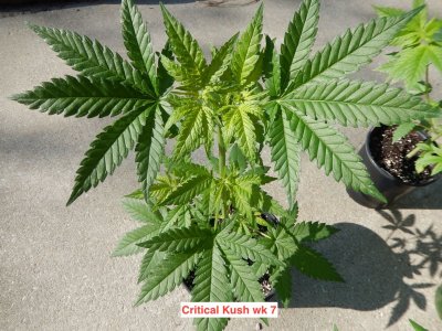 critical kush wk 7.jpeg