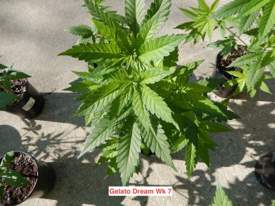 gelato dream wk 7.jpeg