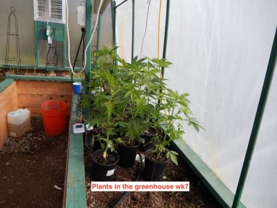 greenhouse wk 7.jpeg