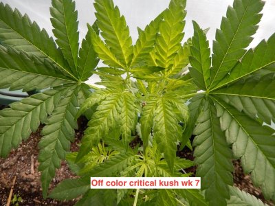off color leaf.jpeg