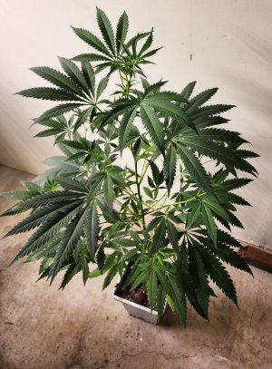 #1 - CP x MMM (3).jpg