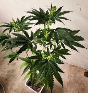 #5 - CP - MMM (2).jpg