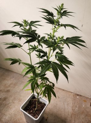 #5 - CP - MMM.jpg