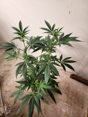 #6 - Cp x MMM (2).jpg