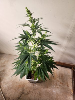#8 - CP x MMM (4).jpg