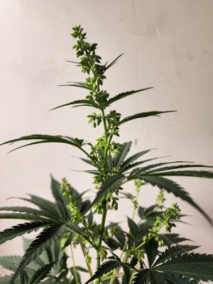 #8 - CP x MMM (6).jpg
