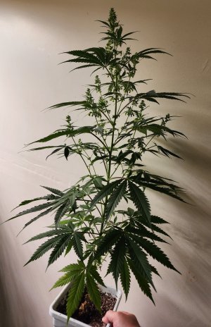 #10 - CP x MMM (2).jpg