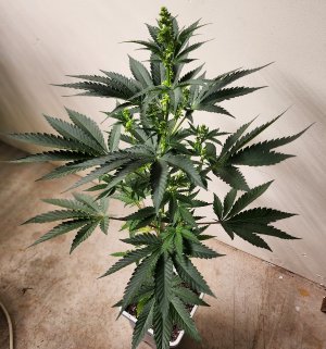 #11 - CP x MMM (6).jpg