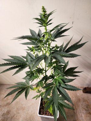 #11 - CP x MMM (7).jpg