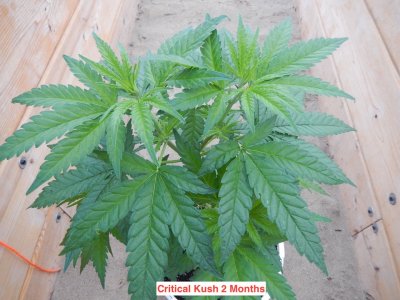 critical kush 2 months.jpeg