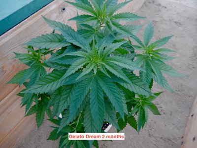 Gelato Dream 2 months.jpeg