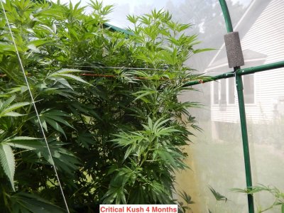 Critical kush 4 months.jpeg